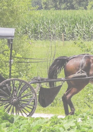 amish buggy on the road in the country