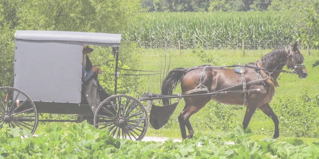 amish buggy on the road in the country