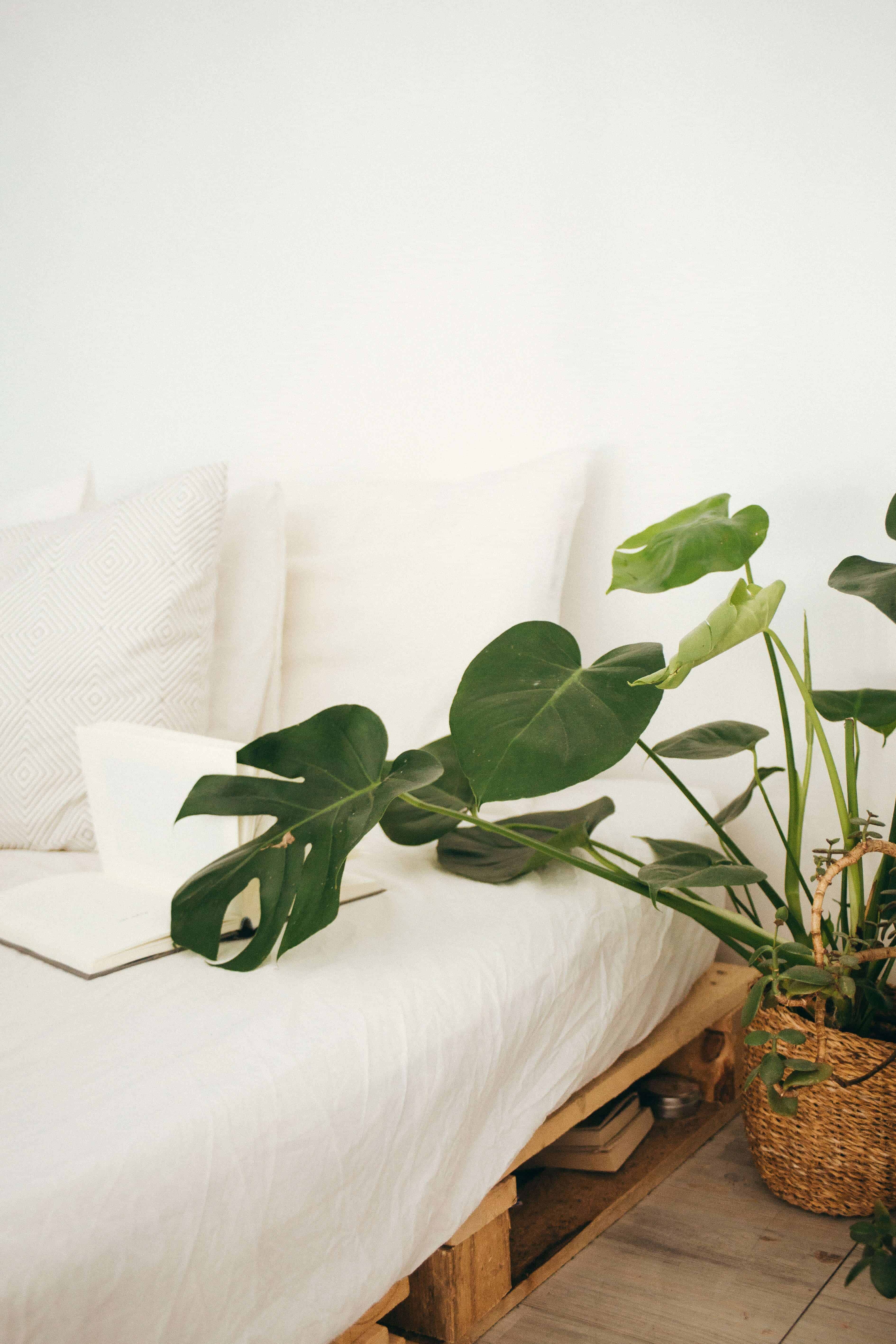 bed with white sheets, green plant on the side