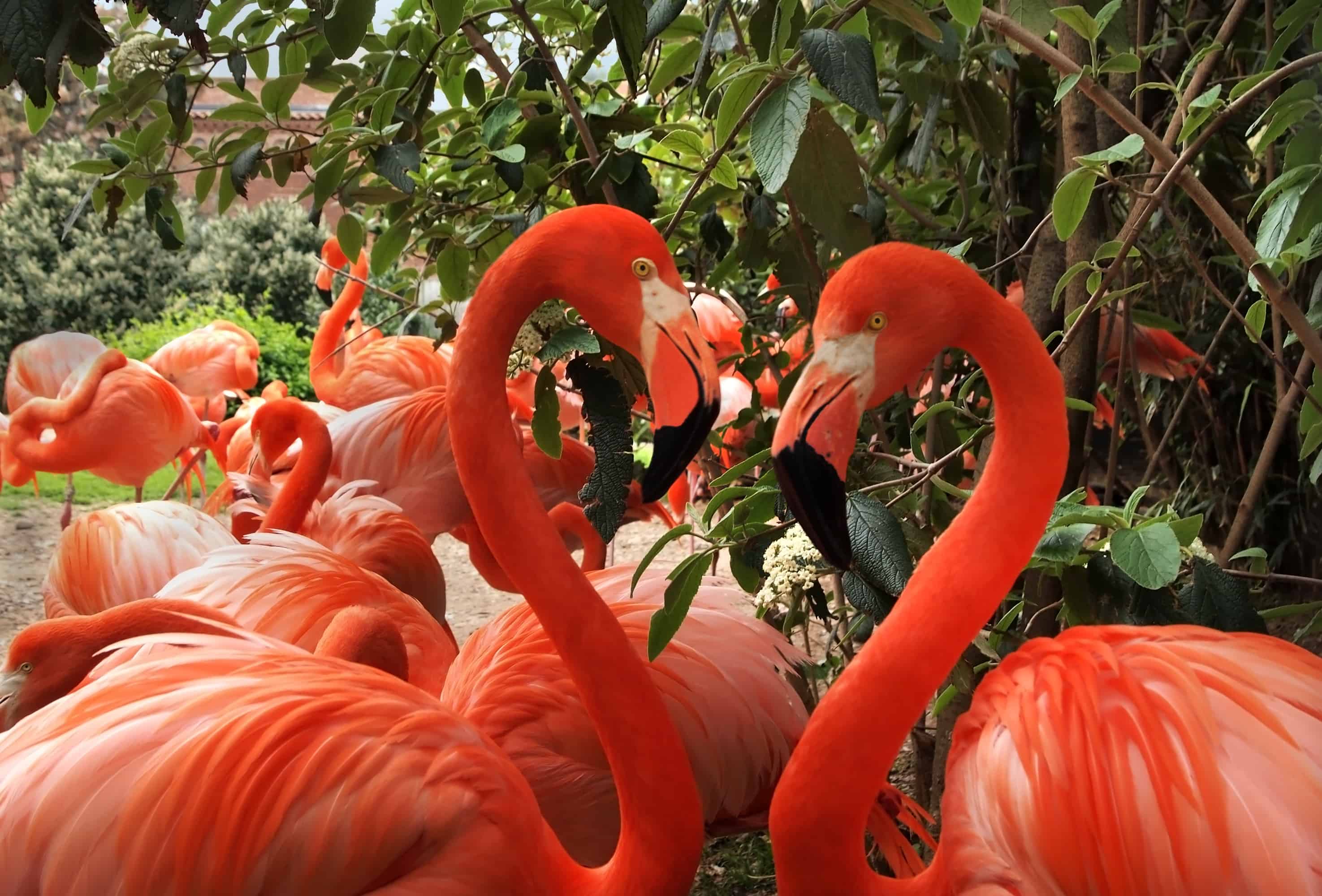 two flamingos making a heart shape with their necks on a page about marriage and money tips