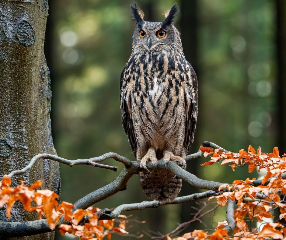 big owl on a tree branch with colorful red and orange fall leaves