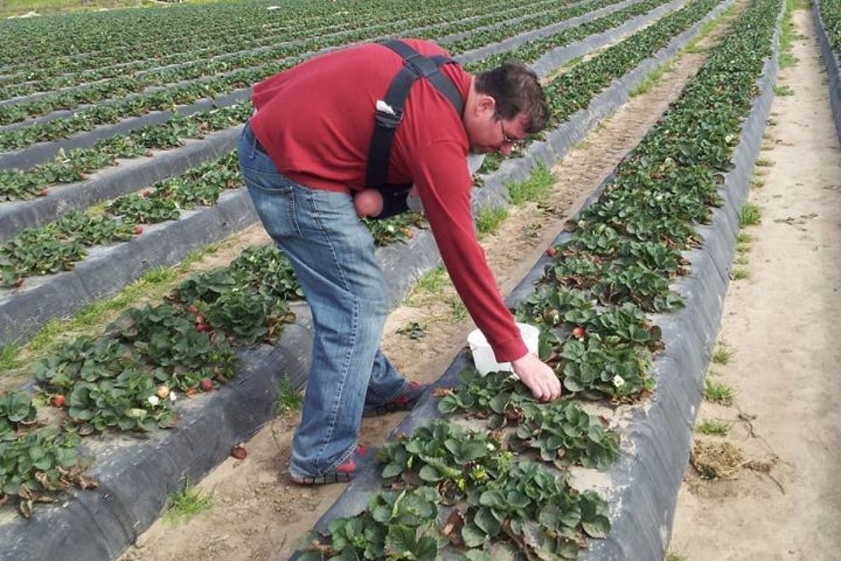 Daddy wearing baby in front, picking strawberries