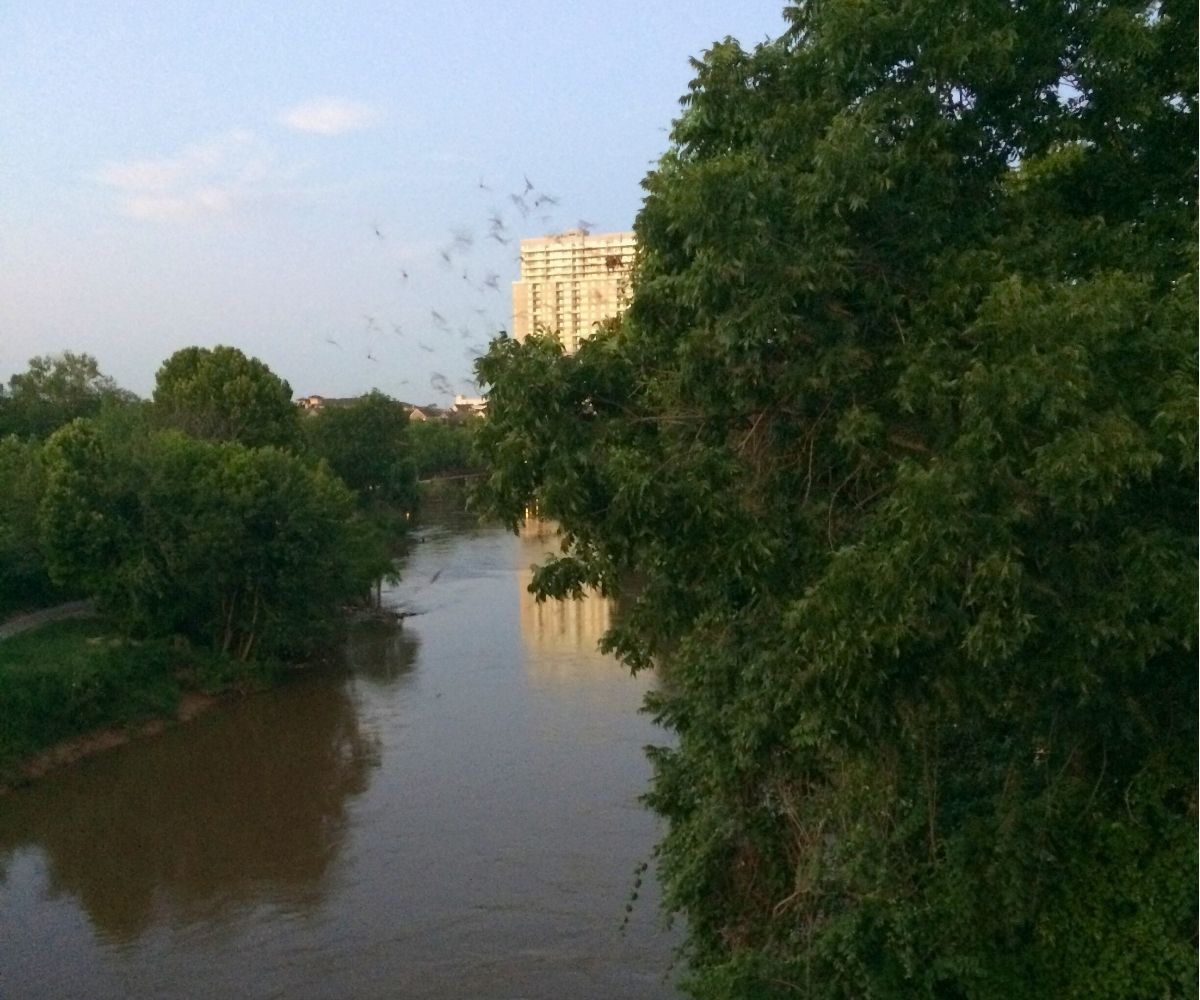 bunch of bats flying into the dusk over a river