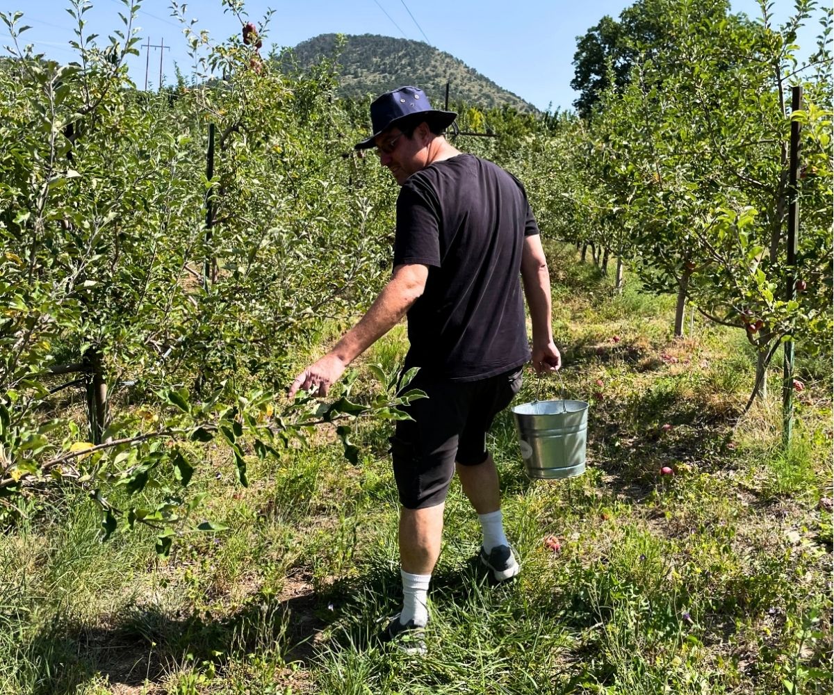 man with bucket picking apples