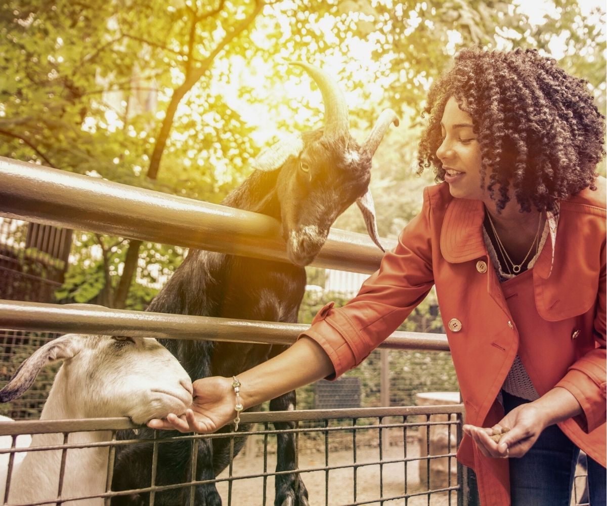 woman in peach salmon jacket petting and feeding goats