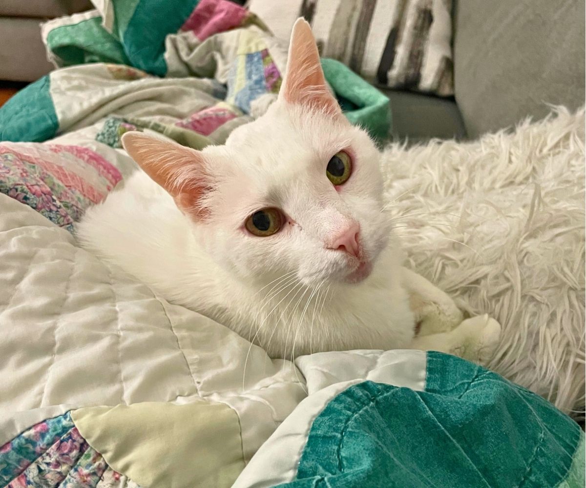 all white cat on sofa snuggling with blogger, next to fluffy pillow and on top of quilt