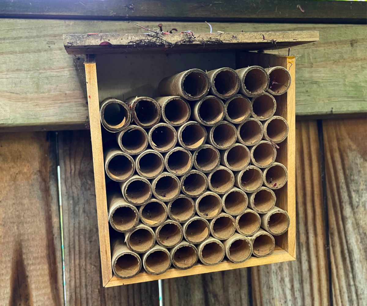 Used wooden and cardboard bee hotel in our backyard