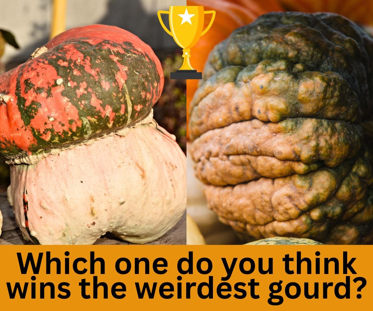 two ugly gourds next to each other with a trophy straddling both photos, "which one do you think wins the weirdest gourd?"