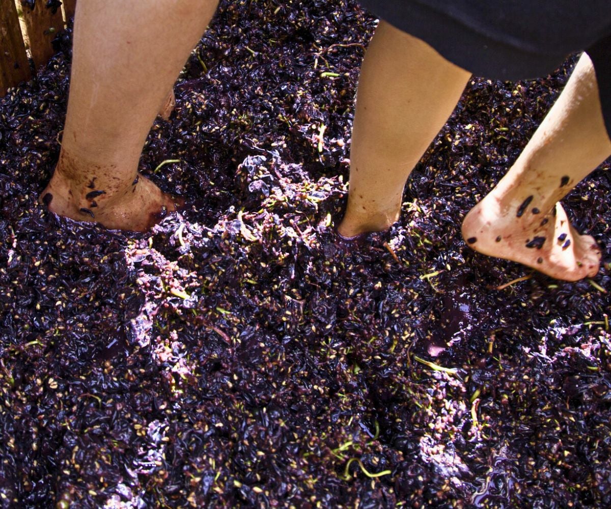 a couple crushing a big barrel full of grapes together