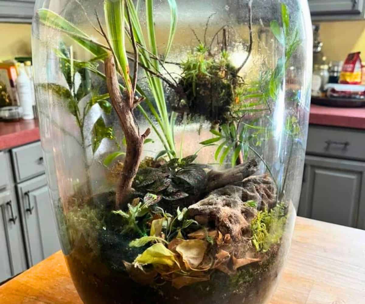 large glass jar terrarium that looks humid inside, on kitchen counter