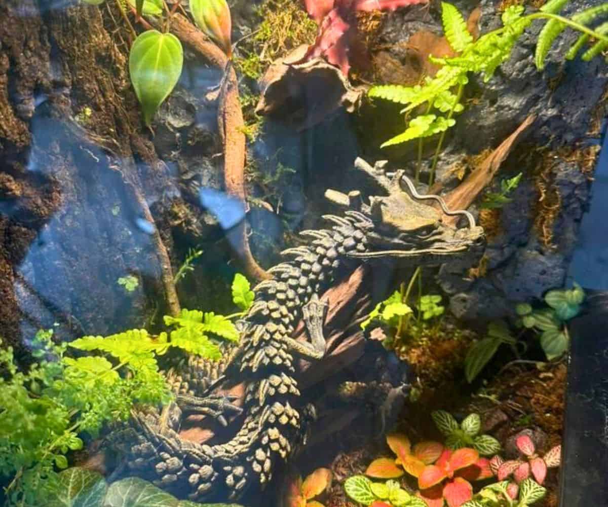 close up of a terrarium with a dragon on a log in the middle of it