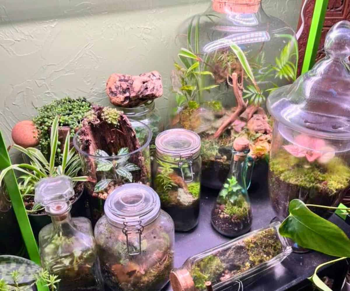 counter with tons of Joel's glass jar ecosystem terrariums